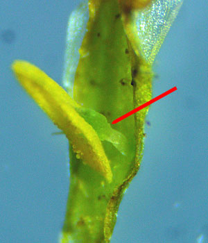 <i>Houstonia caerulea</i> ( Bluet ) 5 petal flower, microscope closeup of anther and filament attachment to corolla tube