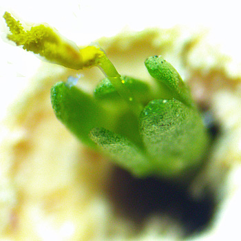 <i>Houstonia caerulea</i> ( Bluet ) 5 petal flower, microscope closeup of 5 sepals and  style and twisted double stigma 