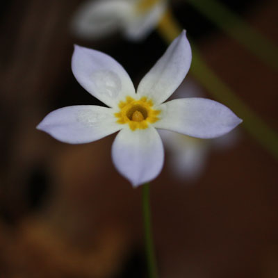 <i>Houstonia caerulea</i> ( Bluet ) 5 petal flower