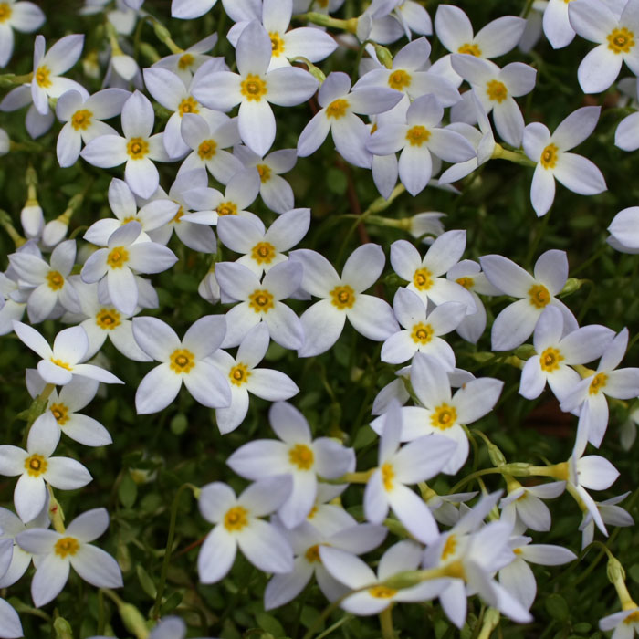 <i>Houstonia caerulea</i> ( Bluet ) - The small flowers are a half inch or less