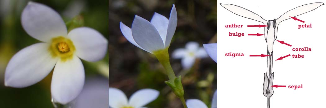 <i>Houstonia caerulea</i> ( Bluet ) flower type with long stamen and short style  