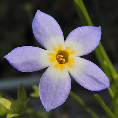 Houstonia caerulea (Bluet) - www.AwesomeNativePlants.info
