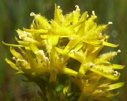 Narthecium americanum - Bog Asphodel -  Flowers fully open