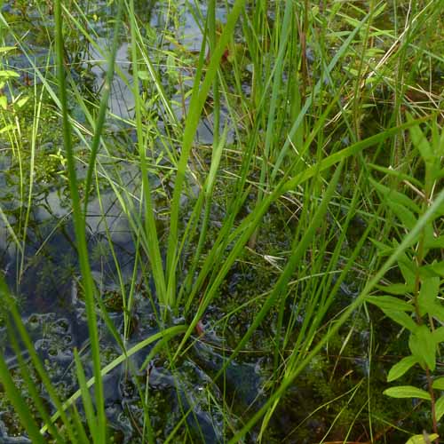 Narthecium americanum - Bog Asphodel narrow grass-like basal leaves