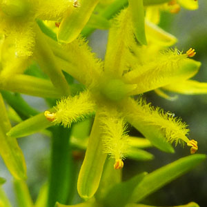 Narthecium americanum - Bog Asphodel -  single flower: 6 petals, 6 hairy stamen, single pistil