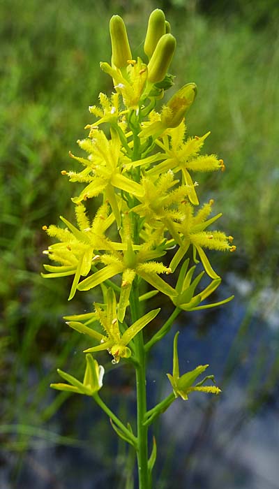 Narthecium americanum - Bog Asphodel - Flower cluster, infloresence