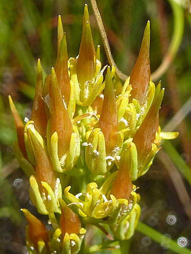 Narthecium americanum - Bog Asphodel - fruit development