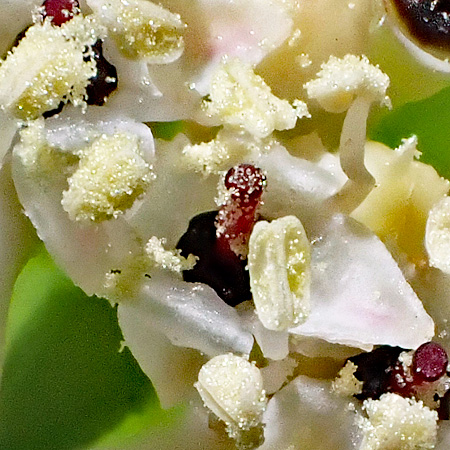 Bunchberry dogwood - Cornus canadensis - inflorescence, flowers