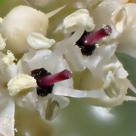 Bunchberry dogwood - Cornus canadensis - inflorescence, flowers