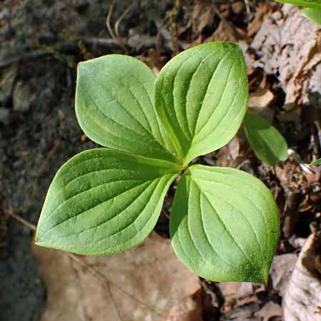 Bunchberry dogwood - Cornus canadensis - leaves