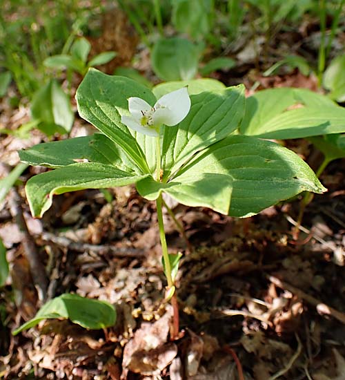 Bunchberry dogwood - Cornus canadensis -plant -plant 