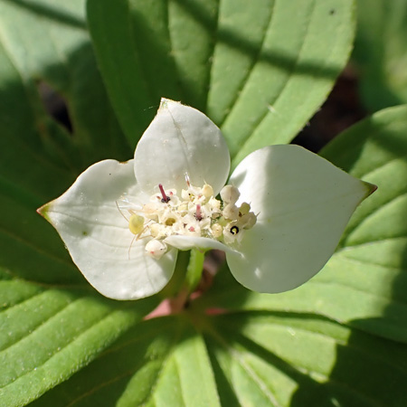 Bunchberry dogwood - Cornus canadensis - inflorescence, bud, fresh flower