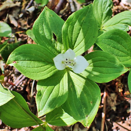 Bunchberry dogwood - Cornus canadensis - inflorescence, bud, fresh flower