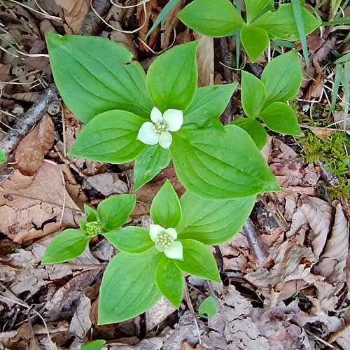 Bunchberry dogwood - Cornus canadensis -plant - habitat 