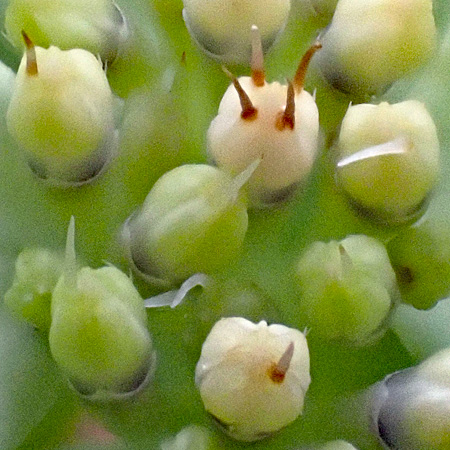 Bunchberry dogwood - Cornus canadensis - inflorescence, flowers