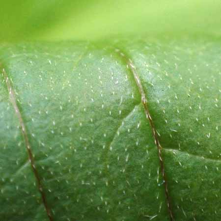 Bunchberry dogwood - Cornus canadensis - leaves