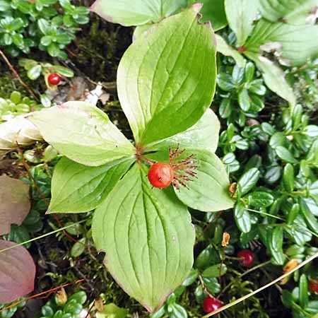 Bunchberry dogwood - Cornus canadensis - inflorescence, bud, fresh flower