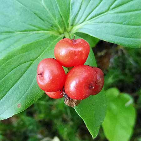 Bunchberry dogwood - Cornus canadensis - inflorescence, bud, fresh flower