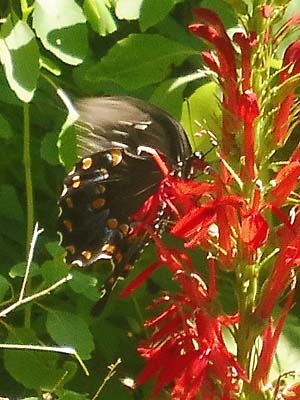 Lobelia cardinalis, Cardinal Flower, spicebush swallowtail visiting