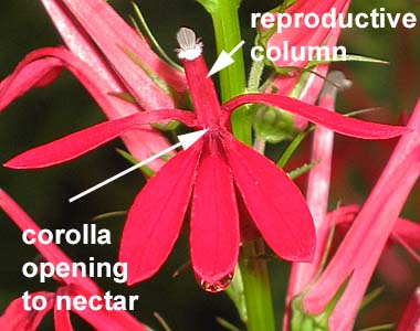 Lobelia cardinalis - Cardinal Flower - flower, petals, reproductive column