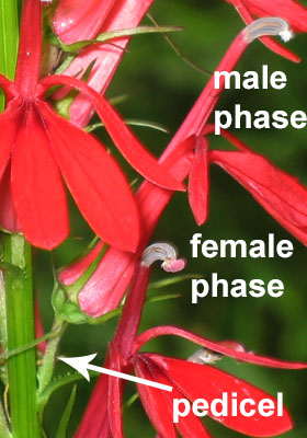 Lobelia cardinalis - Cardinal Flower - flower side view, male phase, female phase