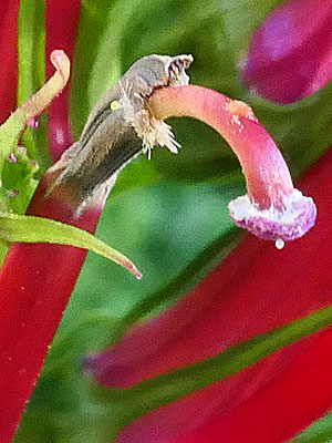 Lobelia cardinalis - Cardinal Flower - Flowers - female phase - style & stigma