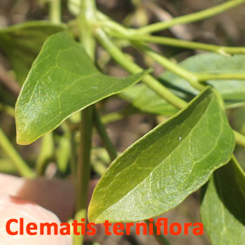 Clematis terniflora - Autumn clematis  leaf margin - entire, smooth, no teeth