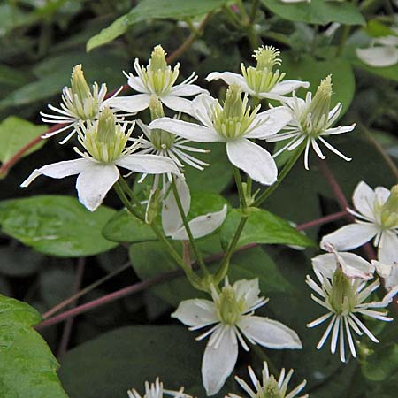 Clematis virginiana - Virgin’s Bower - female flower clusters along branch