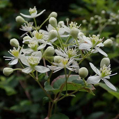 Clematis virginiana - Virgin’s Bower - male flower clusters along branch
