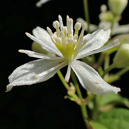 Clematis virginiana - Virgin’s Bower - male flower close-up