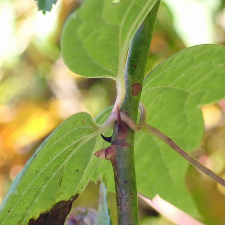 Clematis virginiana - Virgin’s Bower, leaf stalk entwining branch