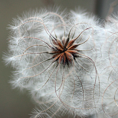 Clematis virginiana - Virgin’s Bower - Fruit, cluster with feathery styles