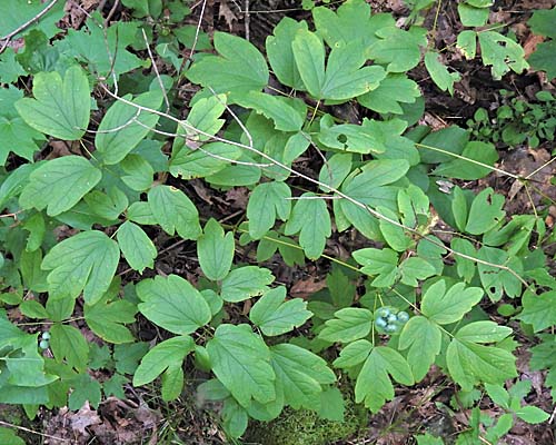 Caulophyllum thalictroides - Blue cohosh - leaves
