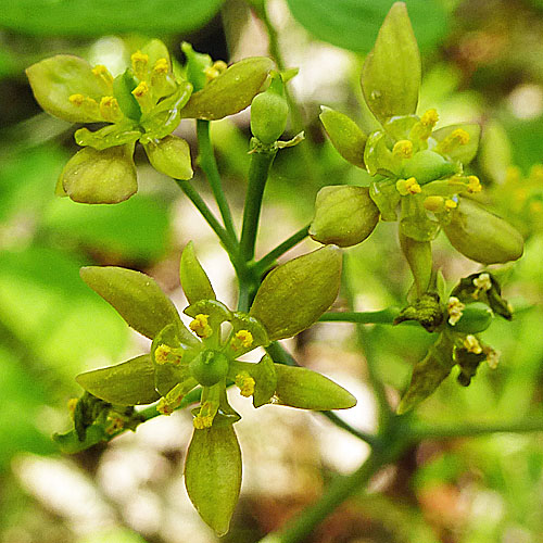 Caulophyllum thalictroides - Blue cohosh - Flowers