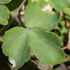 <i>Aquilegia canadensis</i> ( Wild Columbine ) - Distinctive leaves