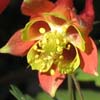 <i>Aquilegia canadensis</i> ( Wild Columbine ) - A closer look inside