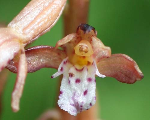 Corallorhiza maculata (Spotted Coral-root)