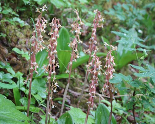 Corallorhiza maculata (Spotted Coral-root)