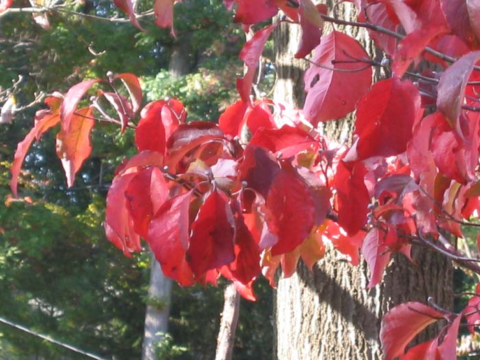 Cornus florida (Flowering Dogwood), Fall Foliage