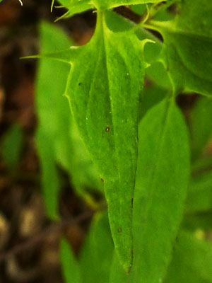 Melampyrum lineare - Narrowleaf Cow Wheat -  upper leaf, projections at base