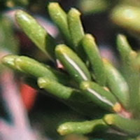 Corema conradii, Broom Crowberry -  leaves