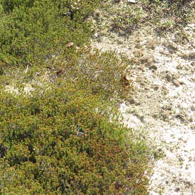 Corema conradii, Broom Crowberry -  habitat