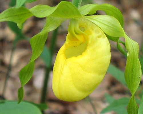 Cypripedium calceolus variety pubescens( Yellow Lady's Slipper )