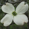 <i>Cornus florida</i> ( Flowering Dogwood ) - The showy flower is about 3 to 4 inches across.  However, the showy parts are not actually petals but bracts.