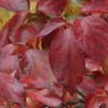 <i>Cornus florida</i> ( Flowering Dogwood ) - This was a good year for color - deep dark red
