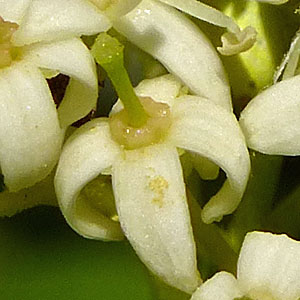Cornus racemosa - Gray Dogwood - Flowers