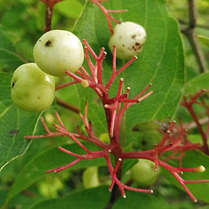Cornus racemosa - Gray Dogwood - Blue Fruit