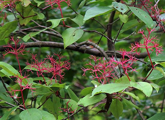 Cornus racemosa - Gray Dogwood - red stems of fruit