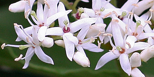 Cornus amomum - Silky Dogwood - Flowers