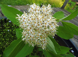Cornus amomum - Silky Dogwood - Flower, top view , flat top